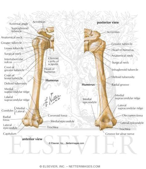 Humerus Anterior View