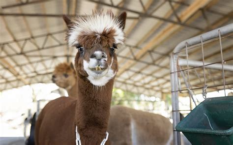 40 Adorable Alpaca Photos To Make You Smile Readers Digest