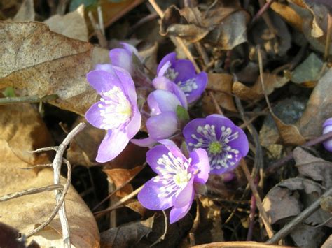 Annuk Creations - Color and Light Inspirations in Jewelry: FIRST SPRING FLOWERS IN THE WOODS!