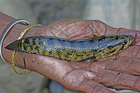 Makunda Fish 28 Channa Punctata Location Makunda Christ Flickr