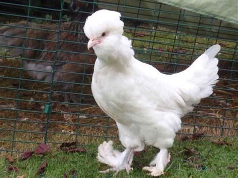 Sultan Chicken Alchetron The Free Social Encyclopedia