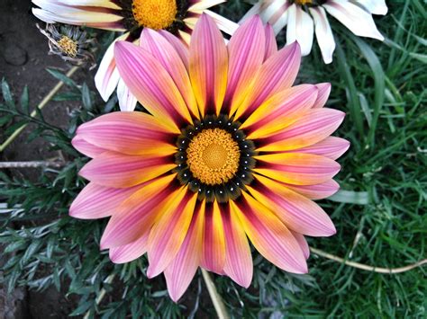 images nature petal bloom spring botany flora perennial