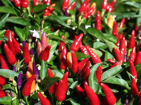 Spice Up Your Garden 10 Fascinating Facts About Chili Peppers Every