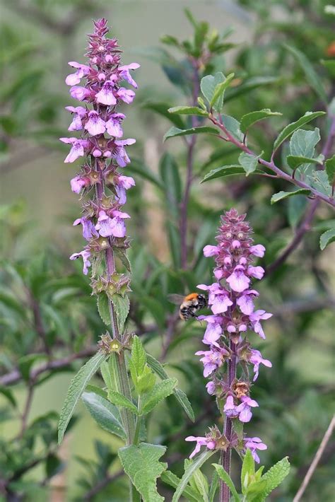 Sumpf Ziest Stachys Palustris 1 Sumpf Ziest Stachys P Flickr