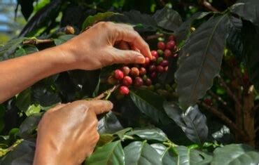 It’s about our beans! – Gumption Coffee