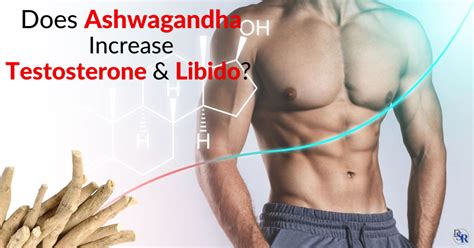 2023 Does Ashwagandha Increase Testosterone And Libido Dr Sam Robbins