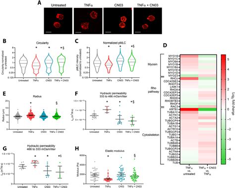 Increasing Actomyosin Contractility With The RhoA Activator CN03