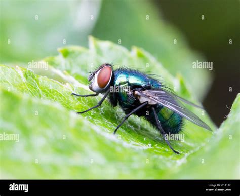 The Common Green Bottle Fly Lucilia Sericata Stock Photo Alamy