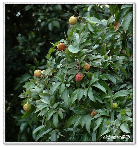 荔枝 Litchi chinensis | Nature Library