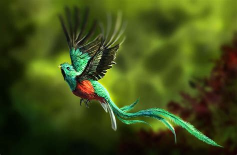 Download Resplendent Quetzal In Flight Wallpaper