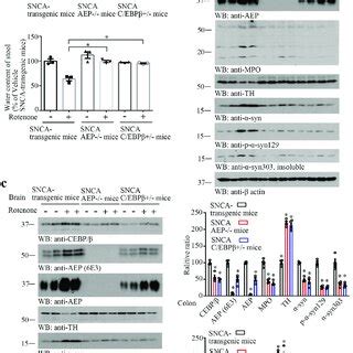 Knockout of C EBPβ AEP pathway alleviates constipation in α SNCA