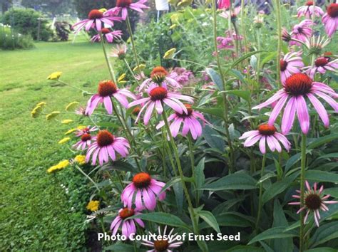 Purple Coneflower Seeds Middlesex Conservation District