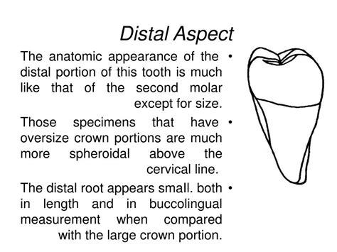 Ppt The Permanent Mandibular Third Molars Powerpoint Presentation Free Download Id 6829102