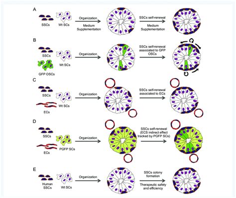 Hypothetical Testicular Organoid Applications A Generation Of Download Scientific Diagram