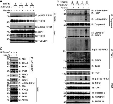 Mouse Microglial Cell Line Bv Atcc Bioz