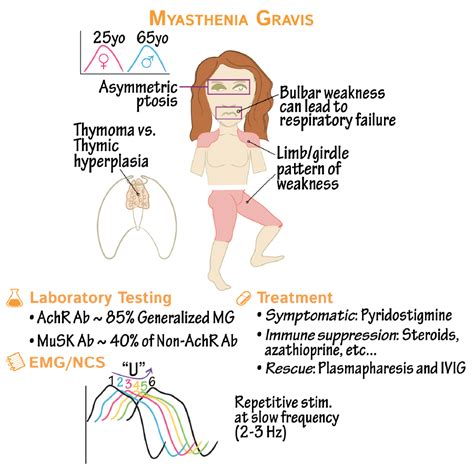 Pathology Glossary: Neuromuscular Junction Disorders (Myasthenia Gravis ...