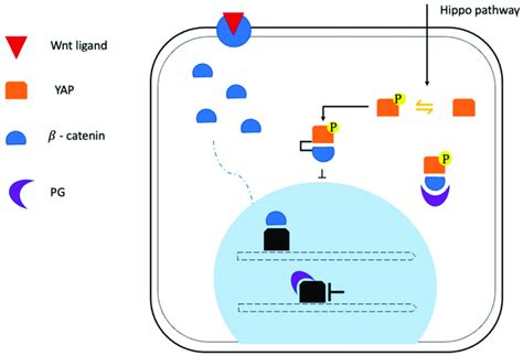 Hippo/YAP pathway is implicated in ACM pathogenesis. The Hippo/YAP ... 