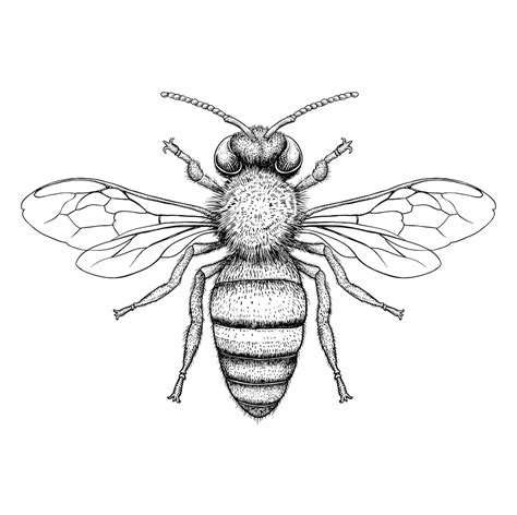 Premium Vector Honey Bee Engraving Illustration On White Background