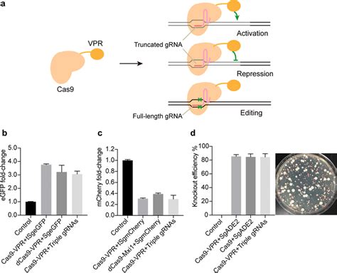 Development Of Crispr Are System For Simultaneously Gene Activation