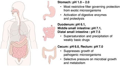 Frontiers Intestinal And Fecal PH In Human Health