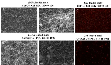 The SEM images (A,B) of multilayered Collagen/Gelatin-Collagen-PEG (A ... 