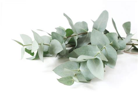 What Are Eucalyptus Leaves Used For How To Use Eucalyptus Leaves