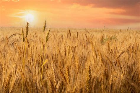 May, spring, Lollie Bottoms, Conway, winter wheat, wheat, farming, farm, Faulkner County ...