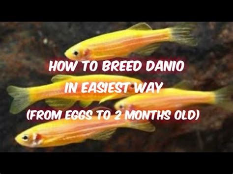 How To Breed Danio Yellow Danio S Youtube