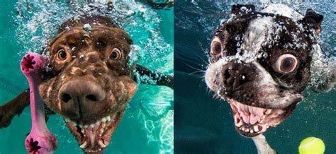 Dog Underwater Wallpapers Top Free Dog Underwater Backgrounds