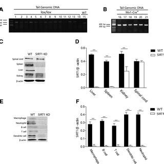 Confirmation Of SIRT1 KO By PCR And SIRT1 Protein Expression In Various