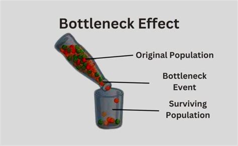 What Is Genetic Drift Definition Cases And Examples Founder Effect Bottleneck Effect