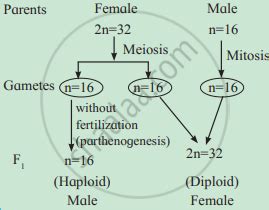 Long Answer Type Question Explain The Haplo Diploid Method Of Sex