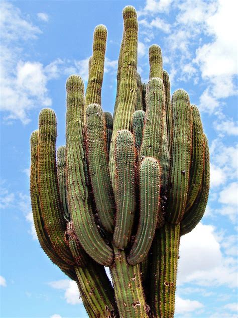 Saguaro Cactus Plant Life In A Desert