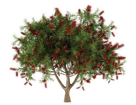 Bottlebrush Tree Care Growing Guide Hobby Plants