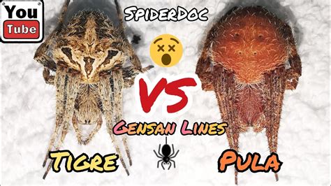 GENSAN SPIDER FIGHT Sa Clinic WHITE TIGER Vs RED SPIDER Grabe Ang