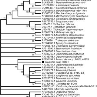 Maximum Likelihood Phylogenetic Tree From 18S RRNA Gene Sequences Of T