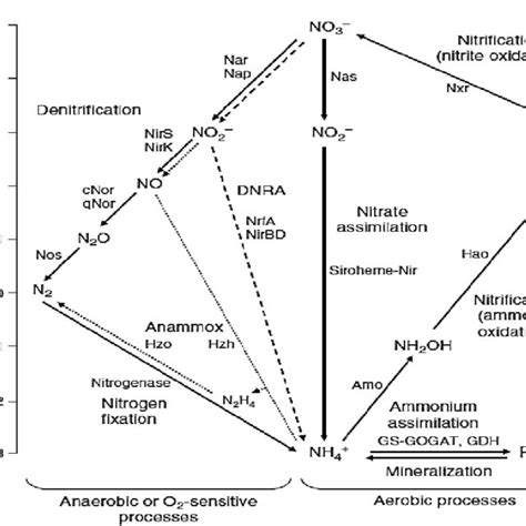 Processes In Biological Nitrogen Cycle Showing The Different Oxidation