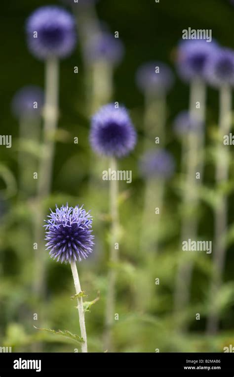 Echinops Ritro Veitch S Blue Globe Thistle Flower In An English Garden