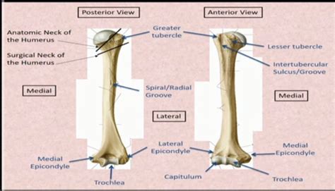 Anat Arm Cubital Fossa Elbow Joint Forearm And Radioulnar