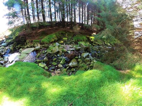 Forest Stream Surrounded By Timberland In Ancient Old Growth Forest