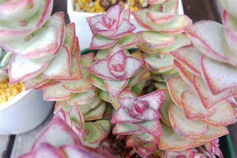 Crassula Conjuncta Characteristics And Care Succulent Alley