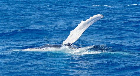 fin   humpback whale   fraser island stock photo