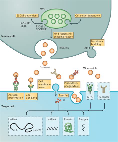 外泌体速通手册（上篇） 自主发布 生物在线 Lab On Web