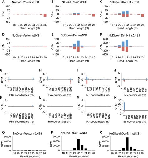 Influenza A Virus Derived Sirnas Increase In The Absence Of Ns1 Yet