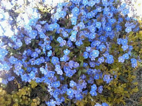 Вероника Армянская Многолетняя Фото – Telegraph