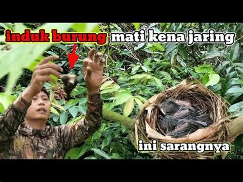 Burung Sampai Meninggoi Di Jaring Siapa Pelakunya Caramikatburung