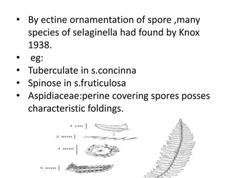 PALYNOLOGY IN RELATION TO TAXONOMY