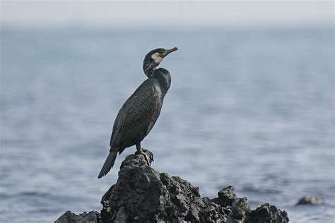 Cormorant Bird Beak Free Photo On Pixabay Pixabay