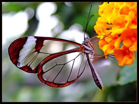 Picturespool Beautiful Butterfly Picutres