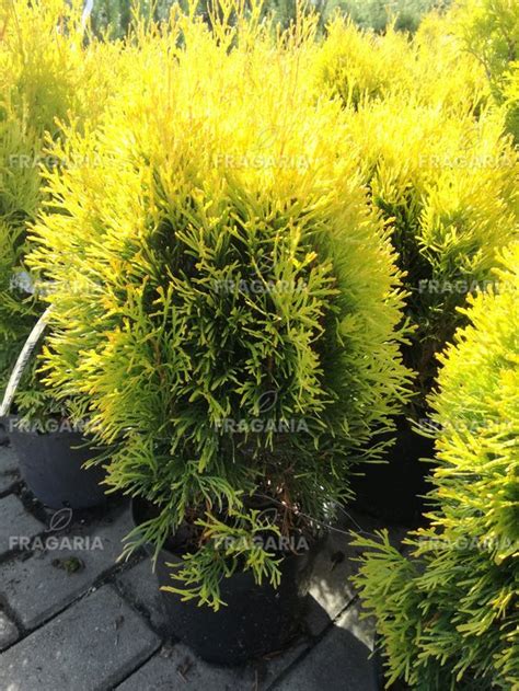 Nyugati Tuja Golden Anne Thuja Occidentalis 40 50 Cm Kont 3l